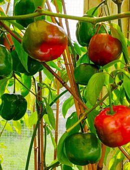 Rocoto Riesen Rot Chili 10 Samen Pubescens Schärfe 5-6 - Schwarzenberg (Erzgebirge)