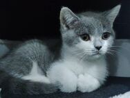 BKH Kitten - Gladbeck Zentrum