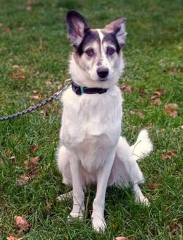 Stella - lieb&verschmust - Löwenberger Land