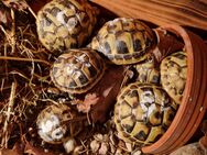 Griechische Landschildkröten - Bad Zwesten