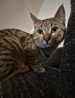 Kater abzugeben - Lötzbeuren