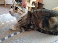 Babykätzchen suchen ein neues Haus - Dormagen