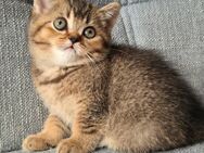 Bkh Kitten - Hörstel