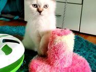 BKH Kitten Bärchen - Ludwigshafen (Rhein)