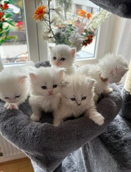 5 reinrassige Perserkitten suchen liebevolle Familie, weiß, 2 Kater und 3 Mädchen - Stuttgart