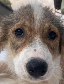 Niva, geb. ca. 05/2025, GRIECHENLAND - Euskirchen