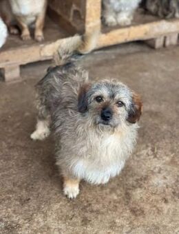 Lieber kl.BOOMER sucht seine Familie - Neuberg