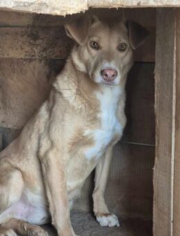 Wer gibt KIRAN eine Chance auf Leben? - Neuberg