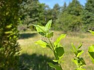 Selbstverwirklichung in toller LAGE - Jamlitz