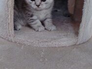 BKH Kitten - Herten Zentrum