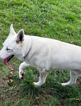 Schäferhund abzugeben - Stralendorf