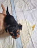 Süße Yorkshire-Terrier Welpen in 65205
