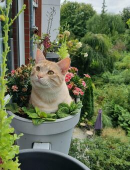 Deckkater half Maine Coon - Ronnenberg