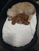 Pudel Welpen in 32339