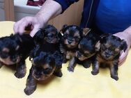 Reinrassige Yorkshire Terrier Welpen verkaufen - Gammertingen