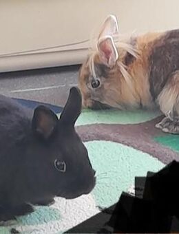 Kaninchen zu verkaufen - Marktoberdorf