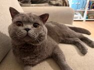 Sehr hübscher Deckkater Leo - Berlin Steglitz-Zehlendorf