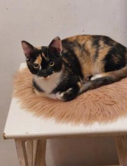 Linda Traumkätzchen sucht Traumzuhause - Unterföhring