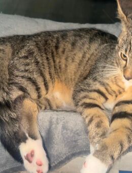 Maine Coon Mix Kitten - Hamburg Hamburg-Nord