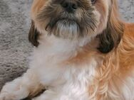 Shih-Tzu Welpen - Lauda-Königshofen