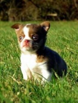 Bildschöne typvolle Chihuahua KH Hündin in Schoko-Tan Kinderlieb - Freiensteinau