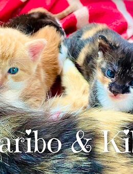 2x Kitten Katzenbaby - Dresden