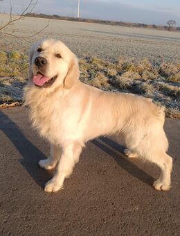 2 Golden Retriever Deckrüden in Creme/dark golden - Düren