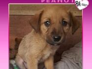 💗 PEANUT 💗 - KANN ICH DEIN HERZ EROBER - Alfeld (Leine)