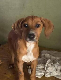 George - ein lieber Hundebub - Grevenbroich