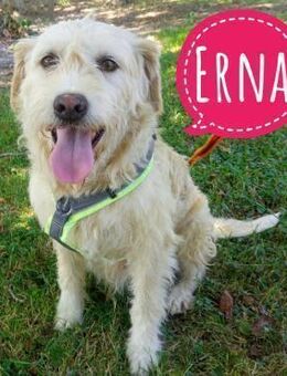 Erna ein Goldschatz - Mannheim