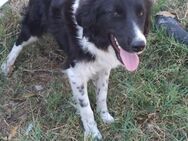 ❤️ Liebevolle Luna sucht Geborgenheit ❤️ - Eislingen (Fils)