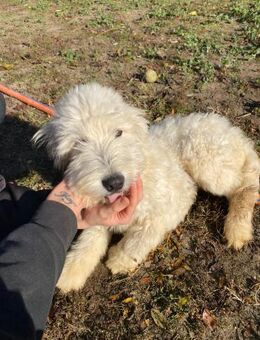 Fluffy BE - Junger Mischlingsrüde - Neustadt (Rübenberge)