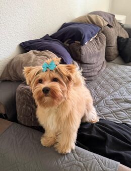 Biewer Yorker Terrier Welpe - Bernburg (Saale)