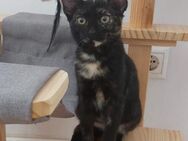 Greta - hübsches Schildpatt-Kitten sucht - Bad Camberg