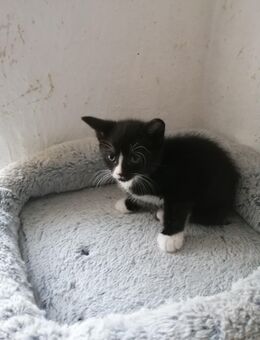 noch 2 süße Katzenkinder suchen ein liebevolles Zuhause - Beetzseeheide