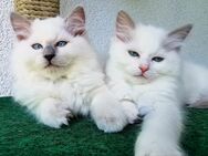 2 Bildhübsche Ragdoll Katern suchen ab 24.05 ein liebevolles Zuhause auf Lebenszeit - Essen