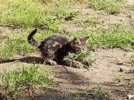 ❤ Wunderschöne Katzenbaby's suchen Traumzuhause ❤ - Putlitz