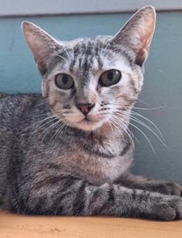 Zutrauliche Katze Alona - Karlsruhe