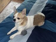 Deckrüde (mischling Chihuahua) sucht Hündin - Frankfurt (Main)