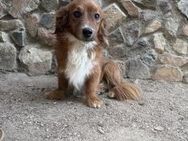 Sanfterdackelmix Theo sucht Körbchen# - Essen