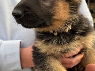 Schäferhund Welpen - Erfurt