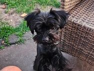 Yorkshire Terrier Deckrüde - Delbrück