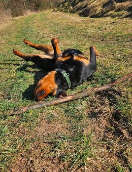 Bodo sucht ein neues Zuhause - Bettingen