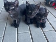 Katzenkinder zu verkaufen - Tanna