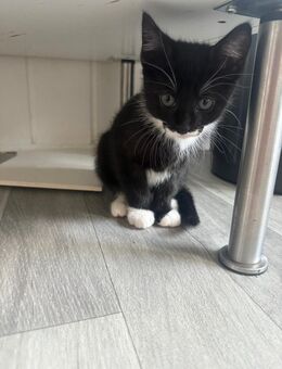 Katzen Kitte Mädchen abzugeben - Hannover Ahlem-Badenstedt-Davemstedt