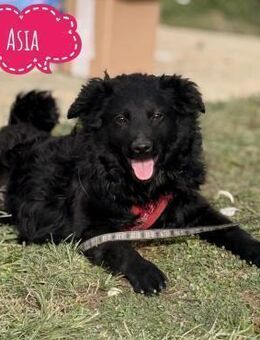 Asia die wundervolle fröhliche - Flörsheim-Dalsheim