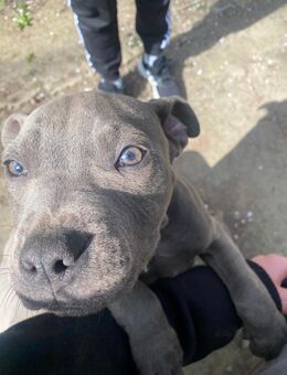 American Staffordshier Terrier Abzugeben - Nörvenich