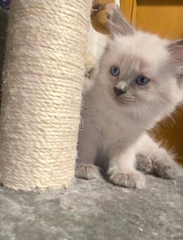 Reinrassige Ragdoll Kitten/ Kätzchen mit Stammbaum - Belgern-Schildau Dröschkau