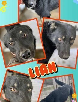 lieber Rüde Lian möchte adoptiert werden - Nürnberg