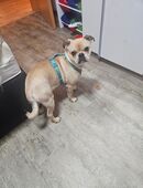 Ein frops zu verkaufen in 38486